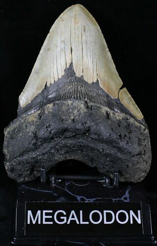 Large Megalodon Tooth - North Carolina #21666